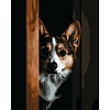Картина за номерами Коргі (40х50 см)