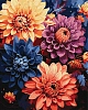 Картина по номерам Яркие георгины (40х50 см)