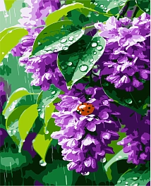 Картина по номерам Бузок (50х60 см)