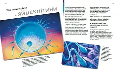 Миниатюра товара X и Y, девочка или мальчик? - 5