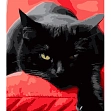 Миниатюра товара Картина по номерам Черный котик (40х50 см) - 1