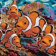 Миниатюра товара Алмазная мозаика Морские рыбы (30х30 см) - 1